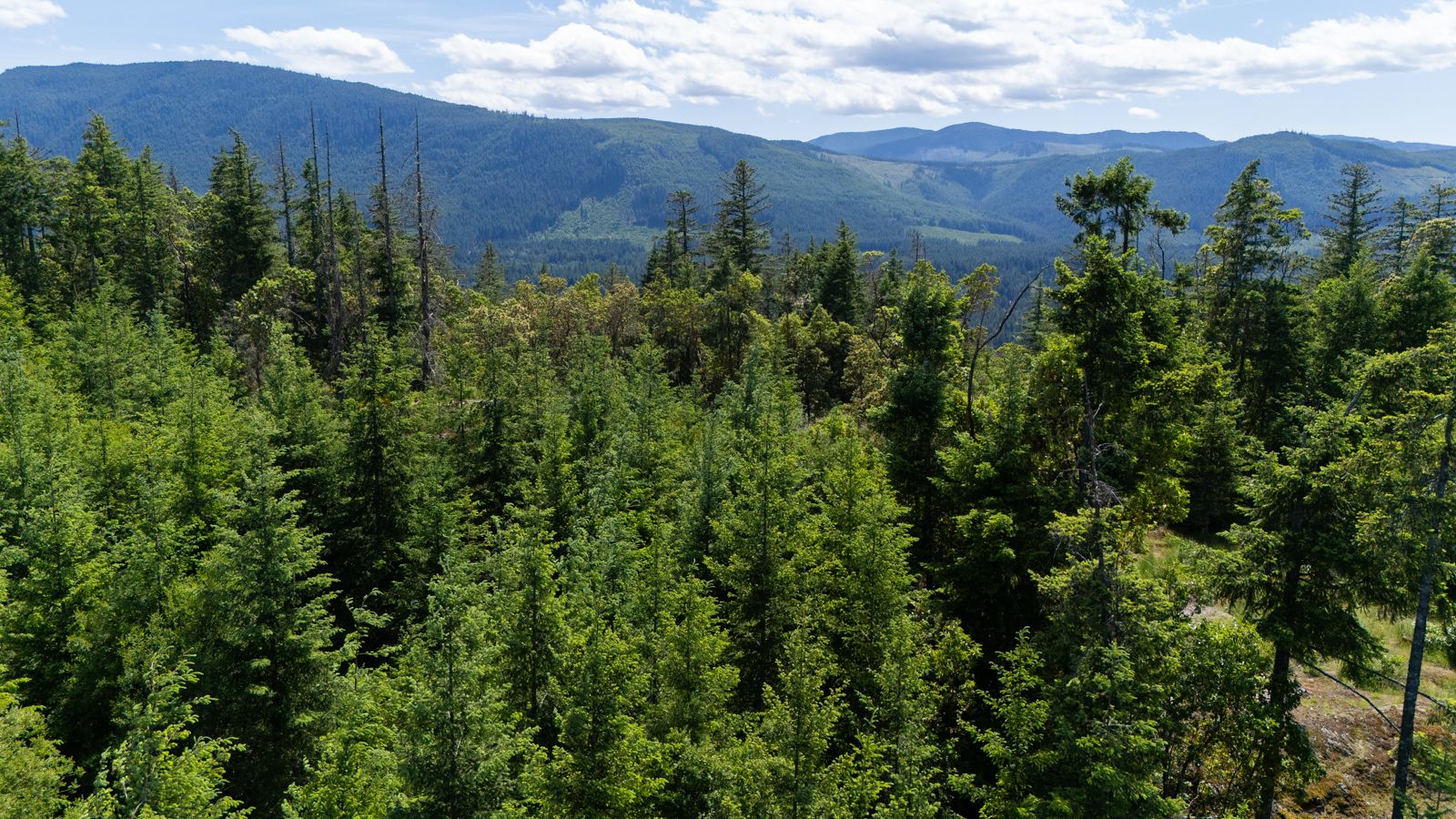 Nature frame showing valley view and arbutus character